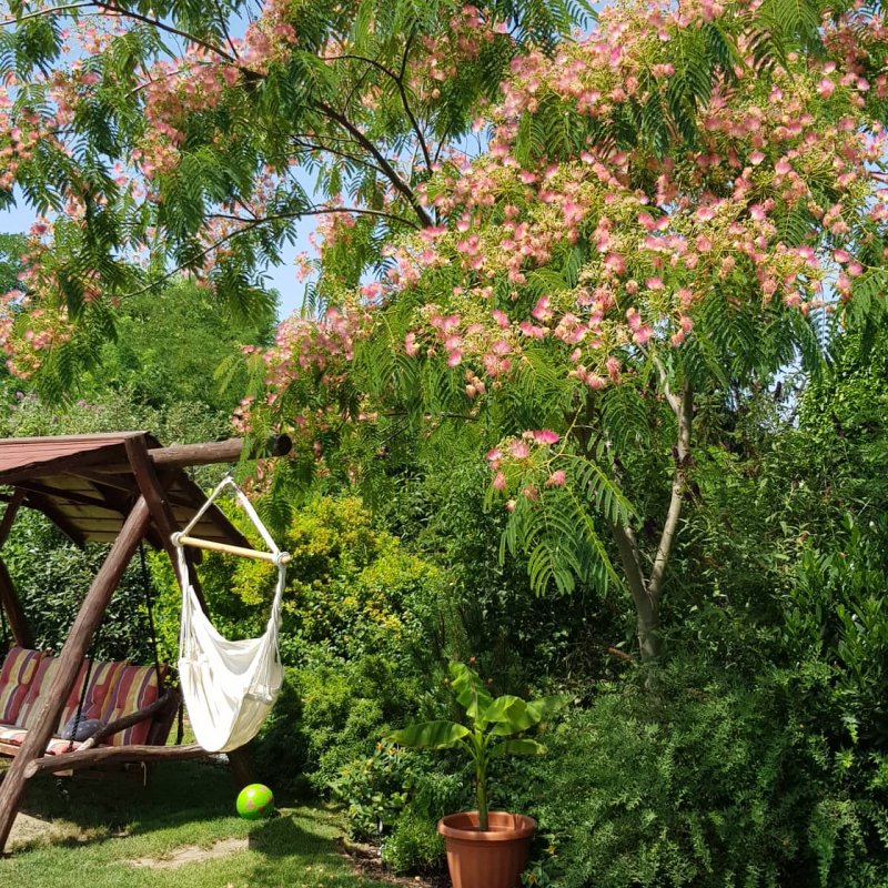 Daróczi-Dajka Hajnalka kertje 04